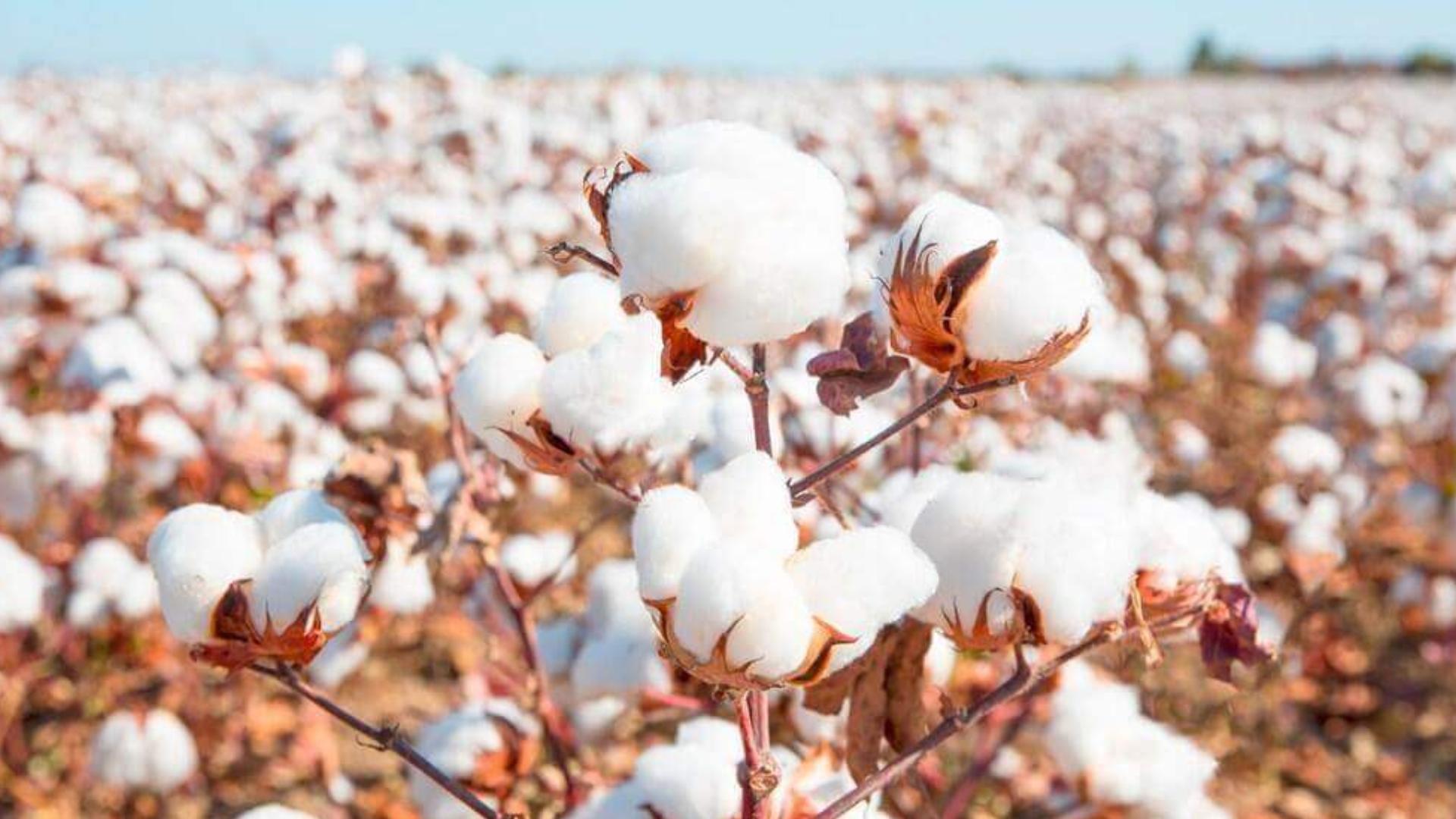 No profit with environmental disaster: how the cotton industry in Central Asia is feeling